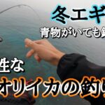 【エギング】低活性のイカが釣れるまでノーカット。青物がいる時のアオリイカの釣り方と動作