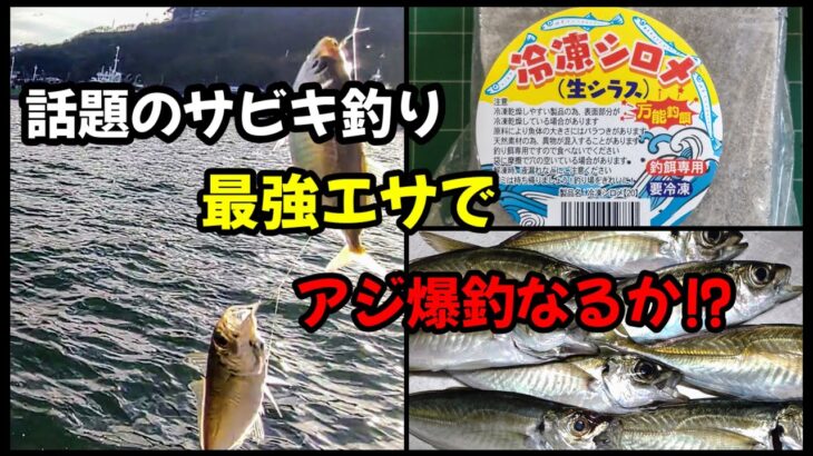 【アジのサビキ釣り】注目のエサ、話題のサビキ釣り最強エサ!!冷凍シロメ（生シラス）でアジ爆釣なるか!?