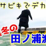 【サビキ釣り】和歌山【田ノ浦漁港】夫婦で真冬もサビキ釣り♪足元サビキでかかった大物の正体は？