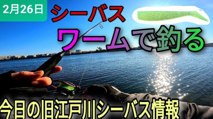 初心者さんにもおすすめ！ワームで釣るぞ!旧江戸川シーバス情報!