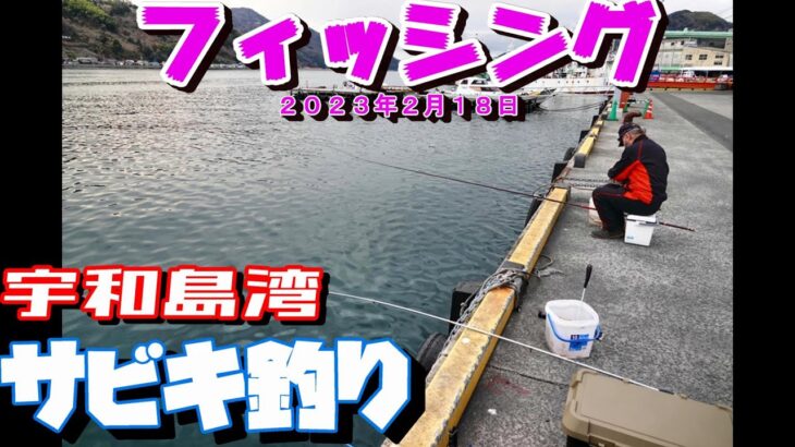 宇和島湾釣り  サビキ釣り　猫と釣り