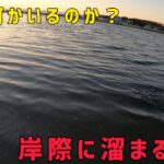 【シーバス】釣れないのは奴のせいだったりして？