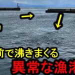 突然、漁港の中でナブラが湧きまくり入れ食い状態になるとんでもない日でした。