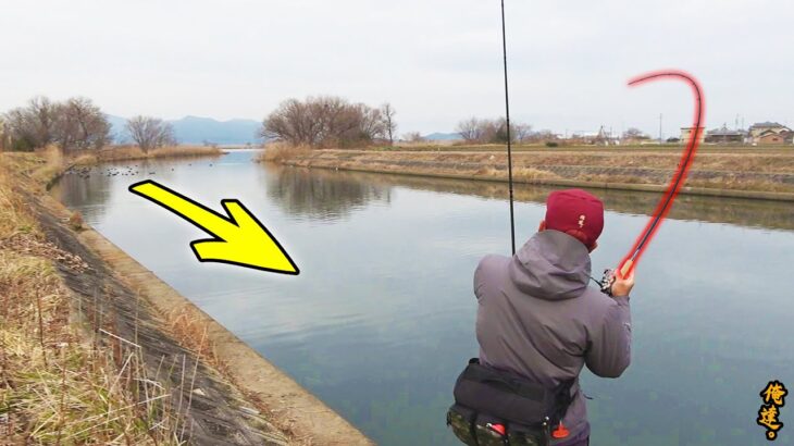 水路のヌシがルアーを追いかけてきたので…