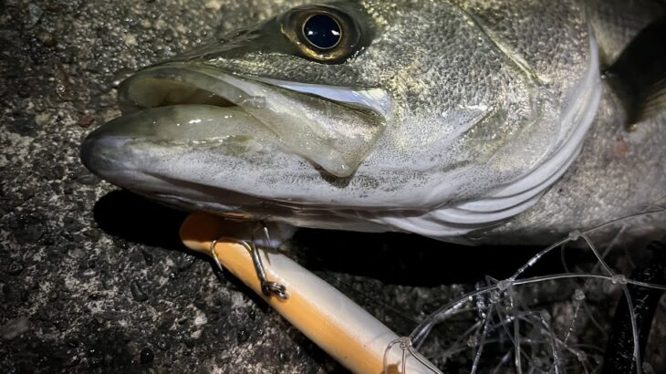 【徳島シーバス釣り】この激安ルアー持っておけば釣れます