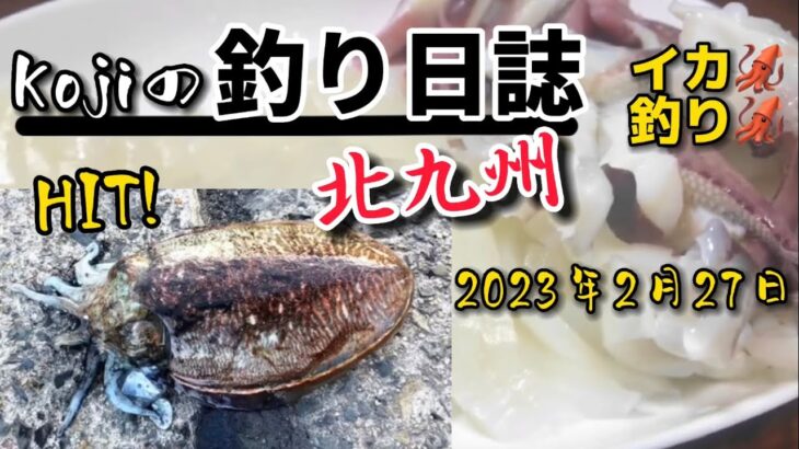 【イカ釣り】北九州釣り❗️粘った一日の釣果🎣