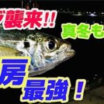 外房は真冬も強かった！アジ襲来【サビキ】この時期でもアジが狙える！（夜〜深夜）