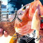 【穴釣り】イカを丸ごとエサにしたらとんでもない大物が釣れました