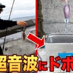 【実験】釣れたイカをその場で超音波沖漬けすると…