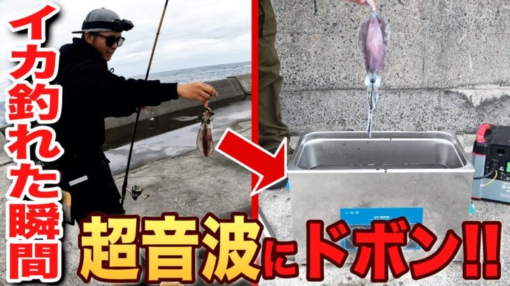 【実験】釣れたイカをその場で超音波沖漬けすると…