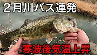 ２月川バス連発【釣れる日はストイック】 冬バス釣り