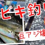 【サビキ釣り】堤防のサビキ釣りで豆アジ爆釣