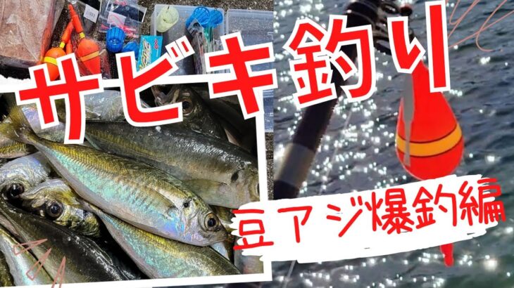 【サビキ釣り】堤防のサビキ釣りで豆アジ爆釣