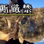 こういう場所ではタモ入れ必須の大物がよく釣れる【初心者向け】万能ルアーでヒラメ釣り