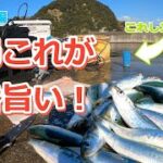 サビキ釣り編  釣りの原点回帰！夢中になれる釣り。