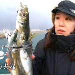 【 大漁/大量 】めっちゃ釣って食う！！ パパ活妻 vs アジング夫  妻は一年ぶりでパパ活 真冬の頑張ったアジング夫　食べたら衝撃だった…　アジばかり釣るリアルな夫婦 #海釣  #夫婦 #アジング