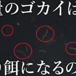 【餌代0円?!】大量に流れるバチ抜けのゴカイで魚は釣れるのか？一攫千金を賭けて検証しました