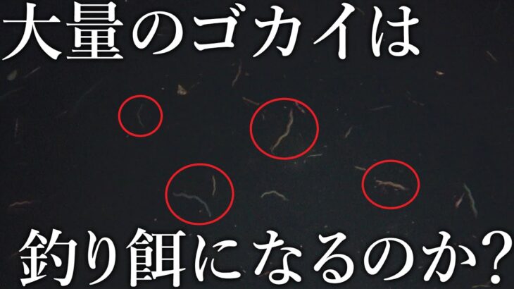 【餌代0円?!】大量に流れるバチ抜けのゴカイで魚は釣れるのか？一攫千金を賭けて検証しました