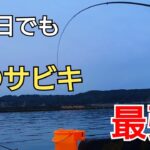 渋い日にあの手この手でアジを狙う、結局1番釣れたのはやっぱり○○だった！