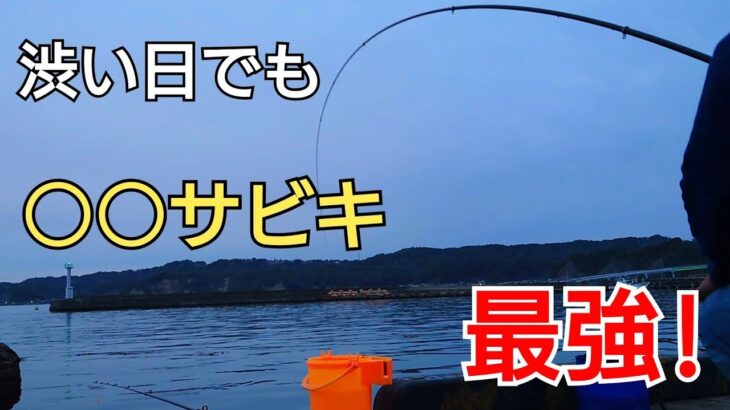 渋い日にあの手この手でアジを狙う、結局1番釣れたのはやっぱり○○だった！