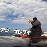 初サビキ釣りチャレンジで爆釣!!!1時間でアジ40cm 50Lのクーラーパンパン😎