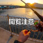 【2023年2月】都市型河川でデイシーバス〜今までの釣り動画と思ってみると怪我しますよ編〜（第271話）