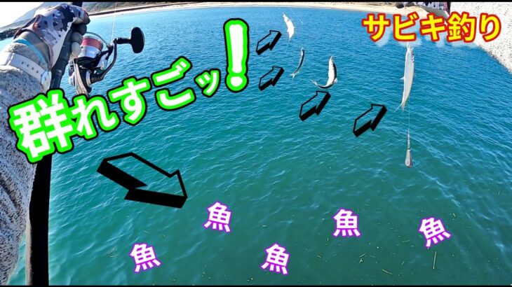 【前編】🐟ぼろっぼろ仕掛けエサ無しで爆釣❗【サビキ釣り】釣行日2023/2/28(火)