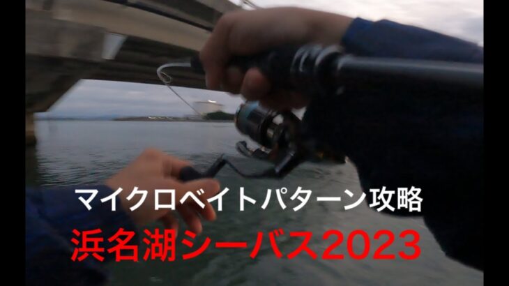 浜名湖シーバス2023、3月のマイクロベイトパターン攻略