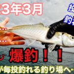 【2023年3月】尺アジ、デカアジ、春アジ爆釣！投げればデカアジが釣れる異次元へ…