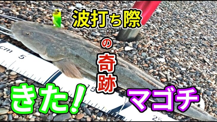 【後編ルアー釣り】🐟ヒラメ、マゴチは思ったより近くに居る事が良く分かった日。【釣行日2023/3/16(木)】