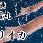 【外房イカ釣り】第二敷嶋丸で外房のヤリイカ釣りへ2023年3月19日