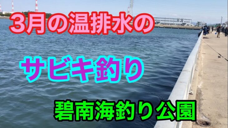 3月の温排水のサビキ釣り 碧南海釣り公園