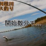 3月の利根川シーバス釣り