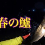 春の訪れを感じる3月のシーバス釣り