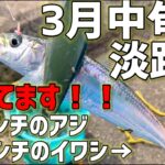 3月中旬の淡路島！サビキでイワシ・アジ絶好調！？