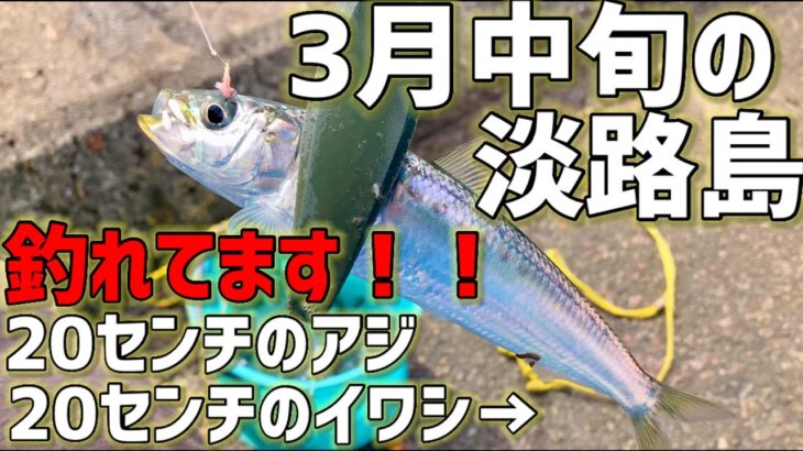 3月中旬の淡路島！サビキでイワシ・アジ絶好調！？