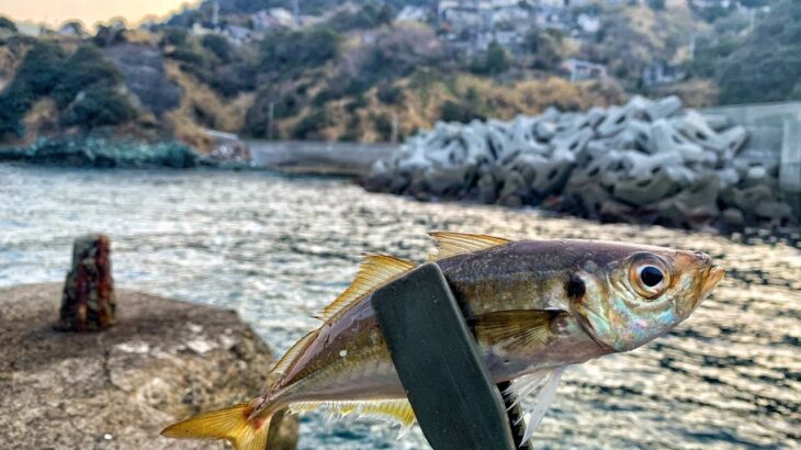 春のアジング！丸々と脂の乗った30センチ級の大アジを釣る【釣り車中泊の旅】