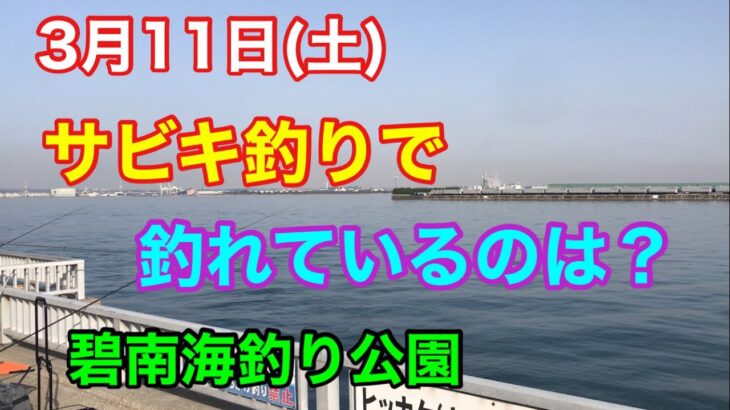 3月11日(土)サビキ釣りで釣れているのは？碧南海釣り公園 碧南釣り広場