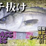 〈61回目シーバスフィッシング〉バチ抜け 東京湾奥 旧江戸川ナイトゲーム！ノガレ、にょろにょろでシーバスゲット！！