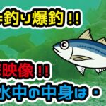 [衝撃水中映像あり]サビキ釣り爆釣!!アジ・サバ・イワシ!![81まい］