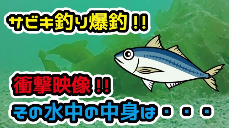 [衝撃水中映像あり]サビキ釣り爆釣!!アジ・サバ・イワシ!![81まい］