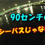 バチ抜けシーバス　90センチの魚　中川　荒川