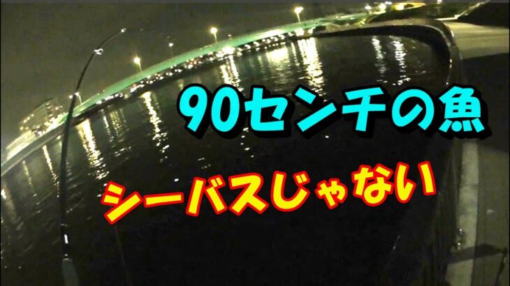 バチ抜けシーバス　90センチの魚　中川　荒川