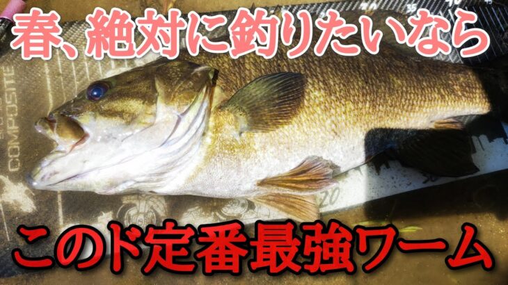 春、絶対釣りたい方に超おすすめ！あの川スモ定番最強ワームでデカバスGET「バス釣り」「初心者」「釣れるワーム」「3月」「4月」