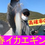 【春エギング】まっさんの春イカ攻略の魅せるエギングIN宇和島・愛南