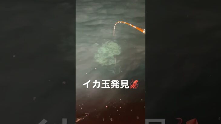 【イカの群れ発見！】#イカ #shorts  #イカメタル #釣り #fishing #squidgame #イカ釣り