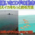 【エギング】イカにストレスを与えない誘い方で見えイカもっと釣れます。初心者にもイメージしやすいアニメと実釣で解説