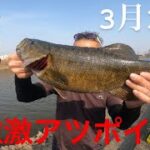 【埼玉バス釣りポイント】岩槻の元荒川！噂のデカバスエリア！スモールマウスバス【バス釣り】