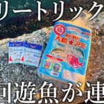 圧倒的粒感のある大粒アミエビ×ウィリートリックサビキで回遊魚が爆釣しました