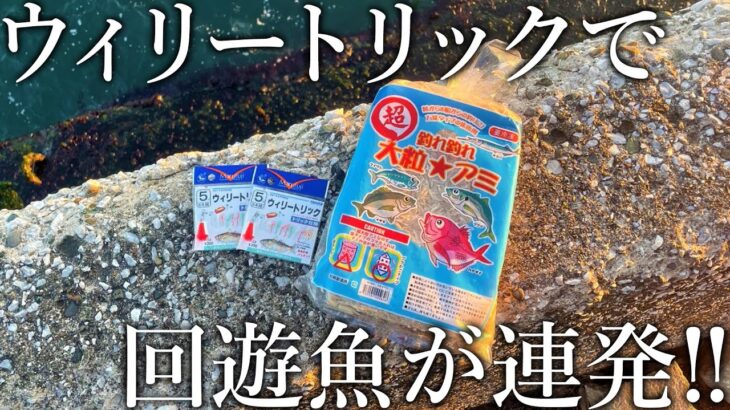 圧倒的粒感のある大粒アミエビ×ウィリートリックサビキで回遊魚が爆釣しました